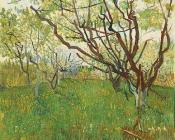 文森特 威廉 梵高 : 盛开的果园